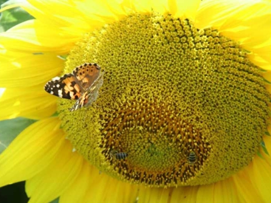  Danas na pčelinjaku - suncokret 2012