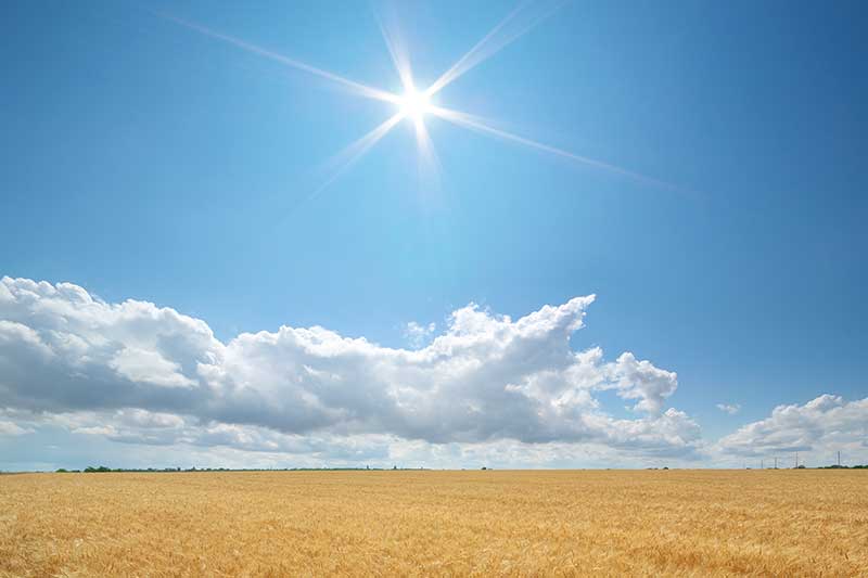 Danas na pčelinjaku 30.6.2012.